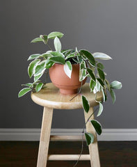 Hoya Carnosa Albomarginata