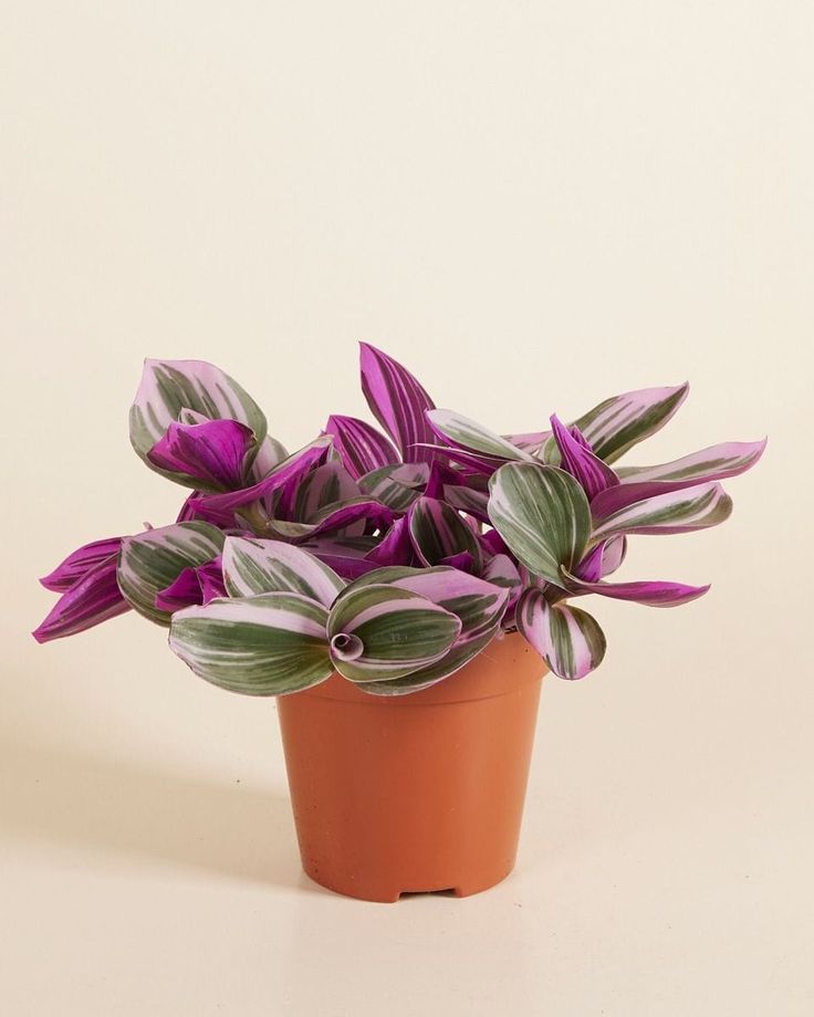 Tradescantia Nanouk 12cm