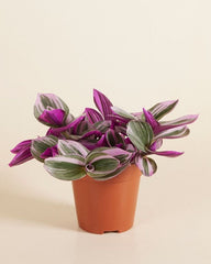Tradescantia Nanouk 12cm