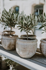 Olive Tree – Dwarf 20cm