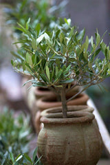 Olive Tree – Dwarf 20cm