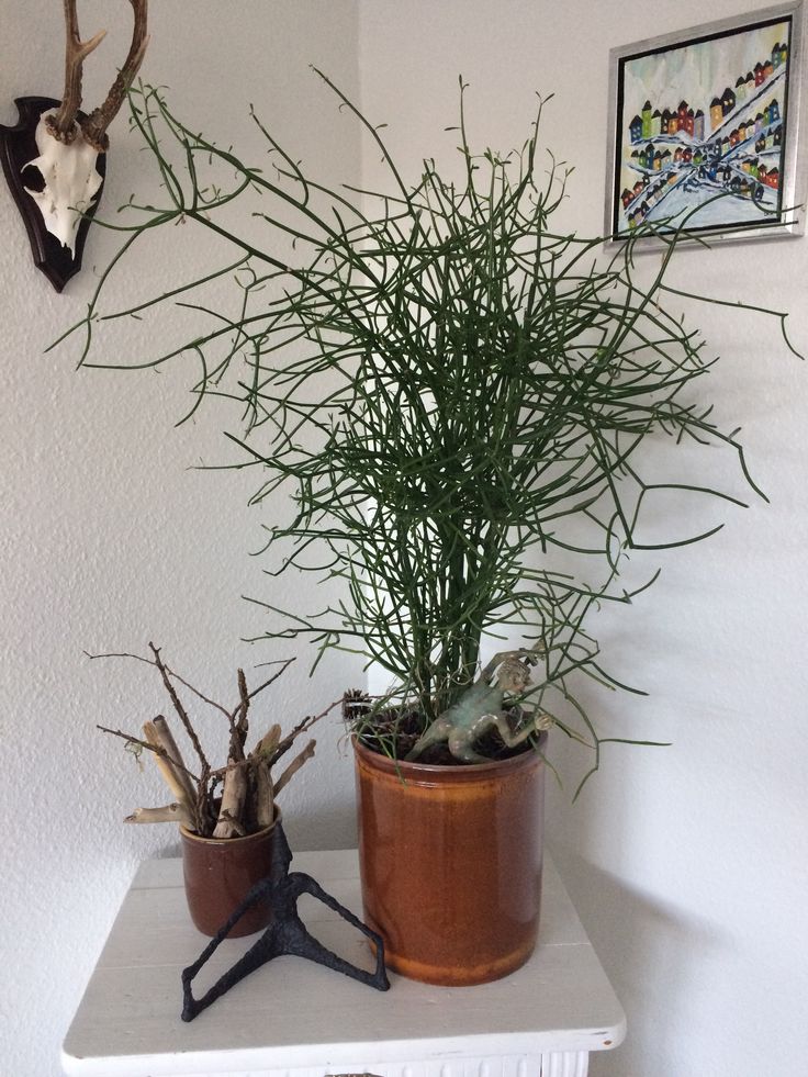 Euphorbia Tirucalli Cactus