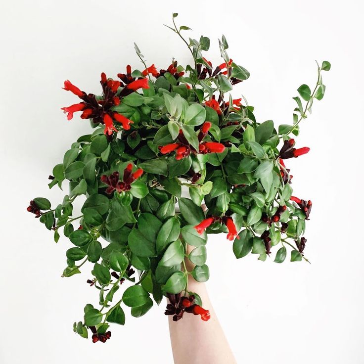 Aeschynanthus ‘Japhrolepis’ – Mona Lisa Lipstick Plant (Hanging)