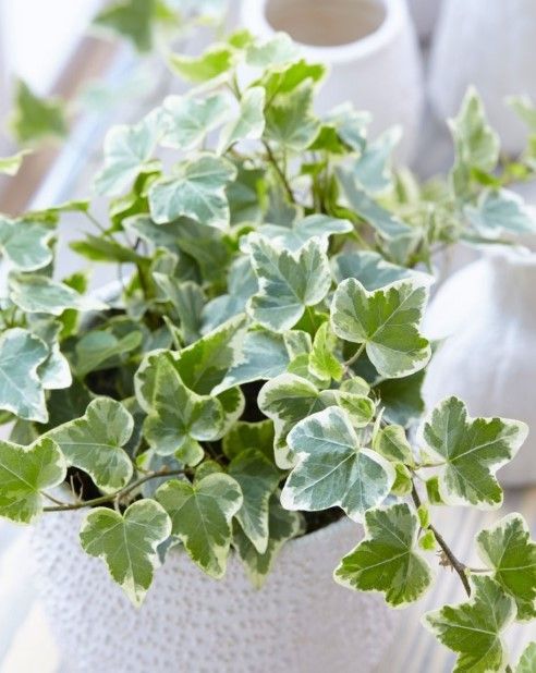 Hedera Helix 'English Ivy Variegated'