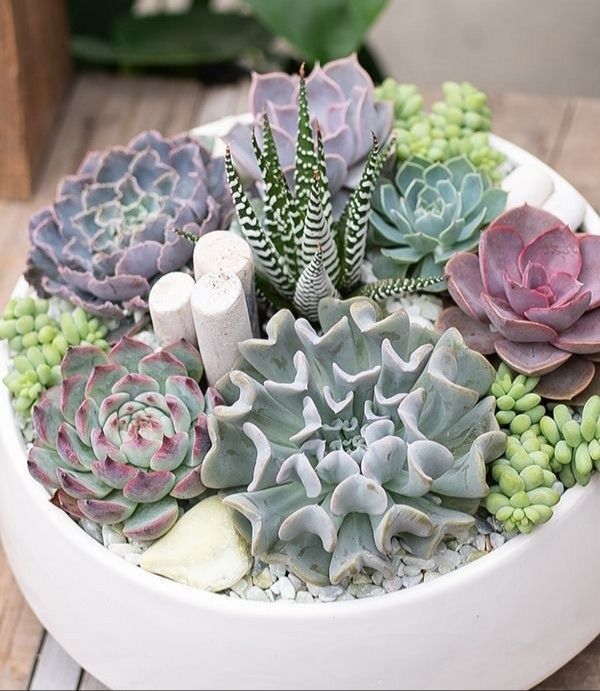 Mixed Succulents in White Ceramic Pot