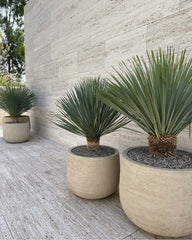 Yucca Rostrata – Premium Architectural