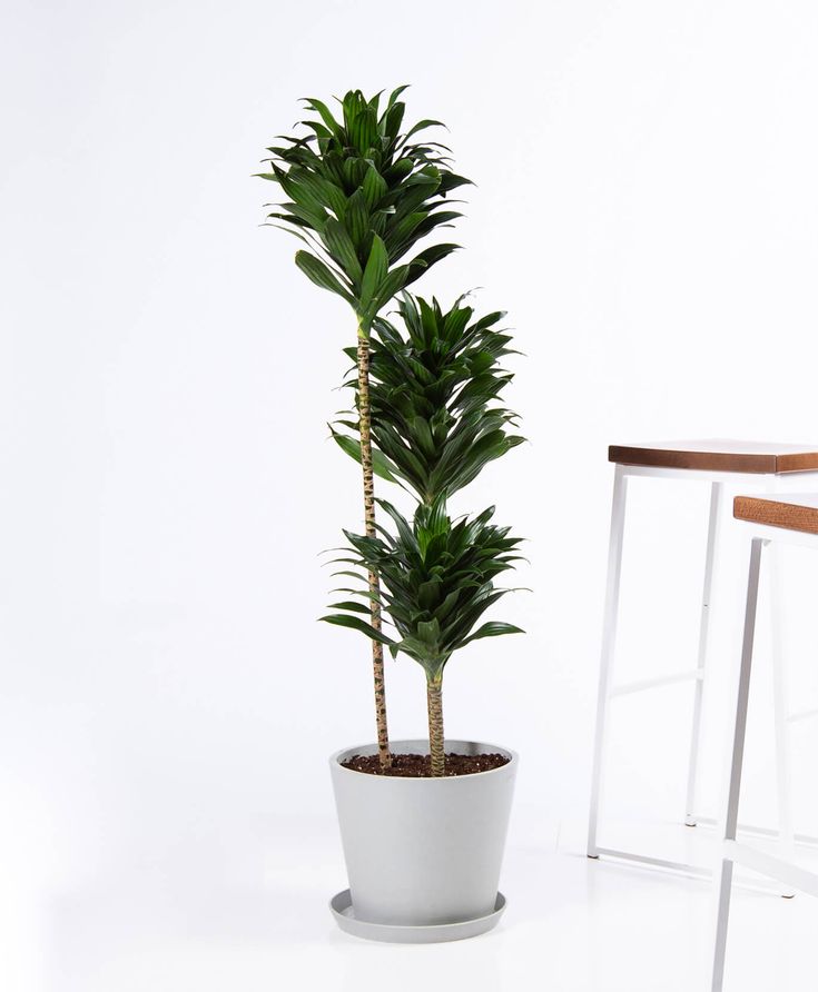 Dracaena Janet Craig