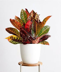 Croton Indoor