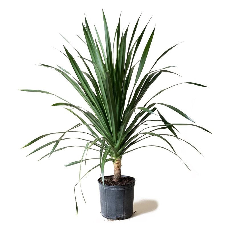 Dracaena draco (Dragon Tree / Drago)