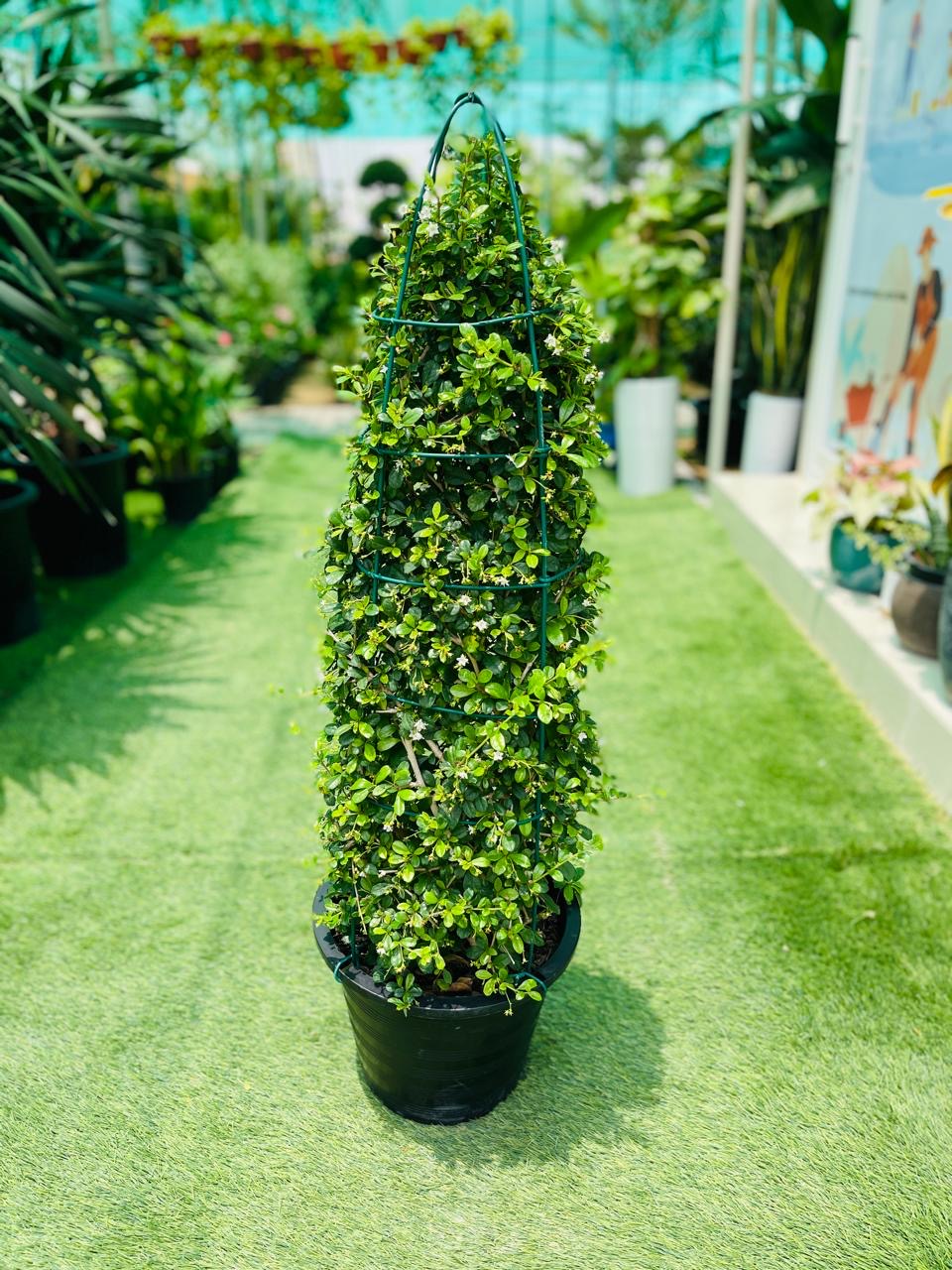 Ehretia Cone Shape