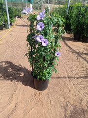 Ipomoea pes-caprae
