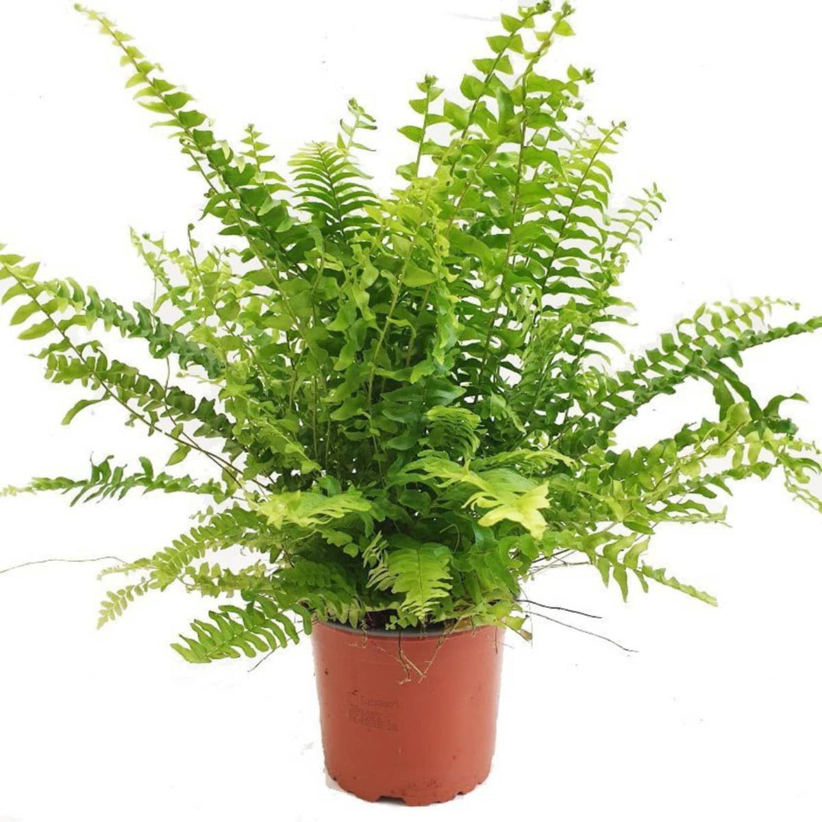 Boston Fern