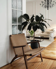 Ficus Elastica Robusta 'Rubber Tree'