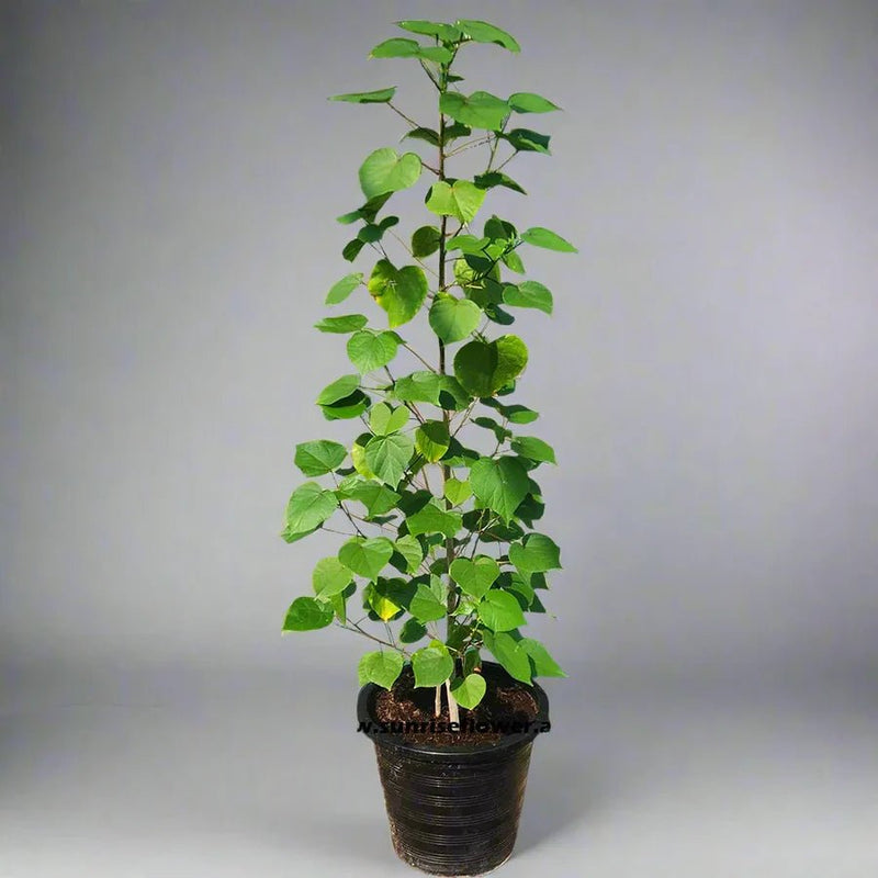 Hibiscus tiliaceus