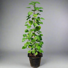 Hibiscus tiliaceus