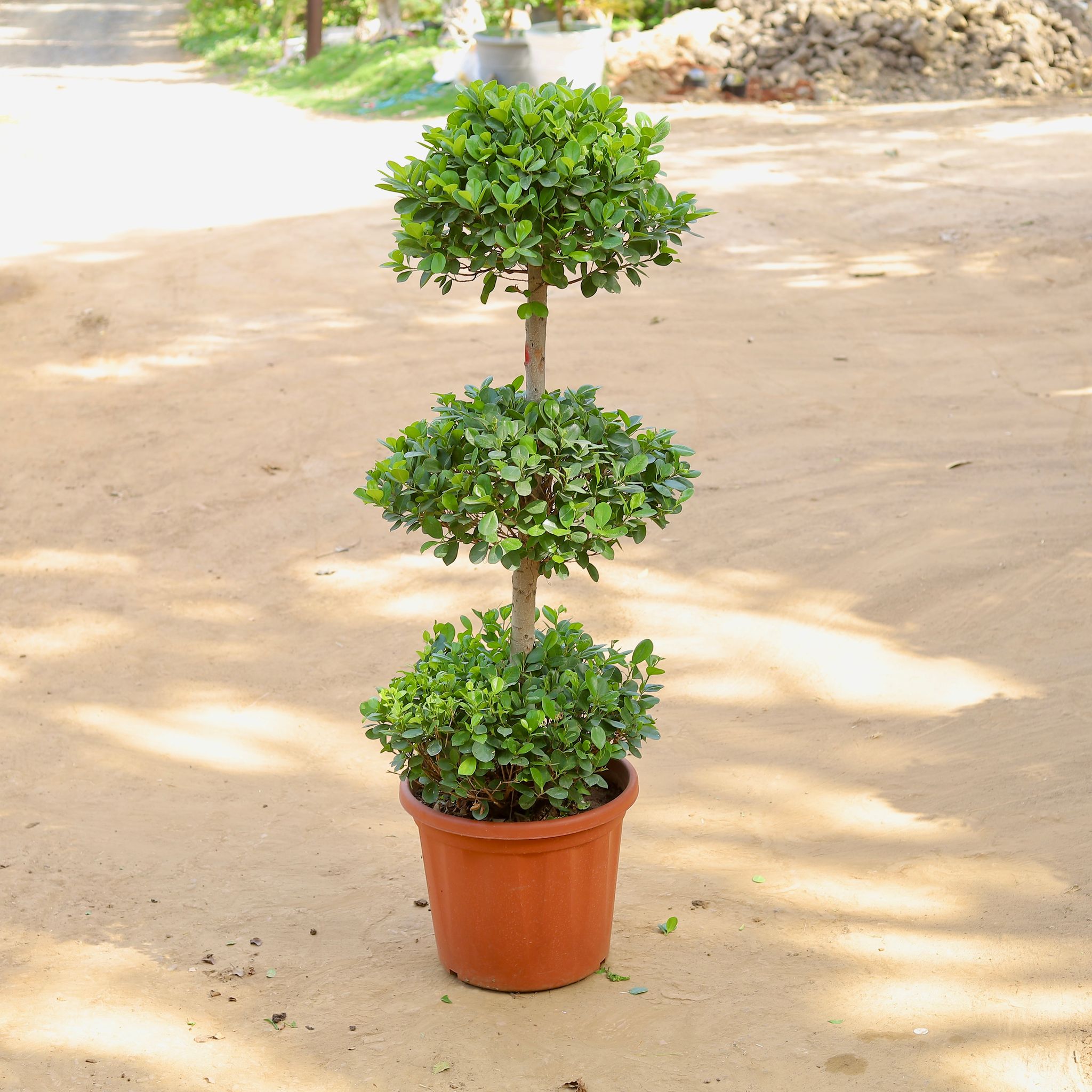 Ficus Panda - 3 Head