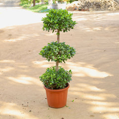 Ficus Panda - 3 Head