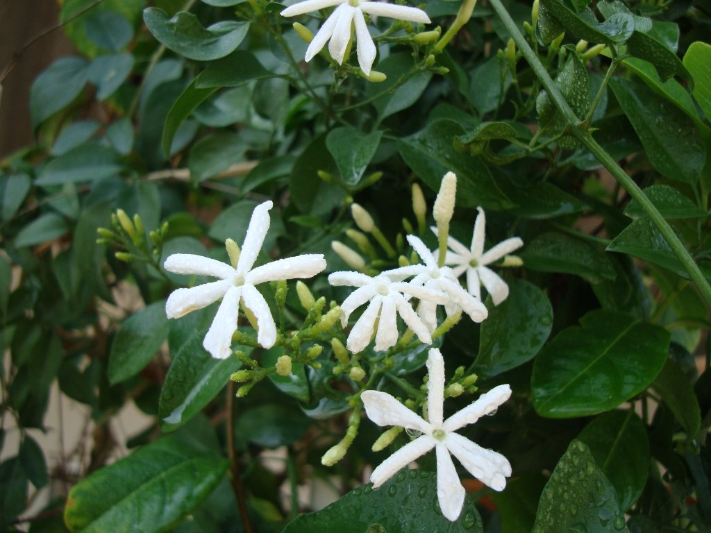 Jasmine Grandiflorum (Jasminum grandiflorum)