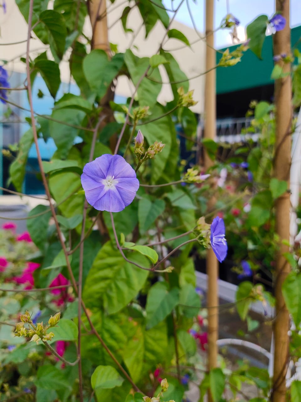 Jacquemontia Plant (Jacquemontia spp.)