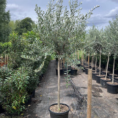 Olive Single Head Tree