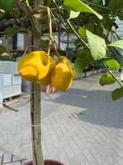 Citrus limon Lunario