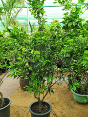 Citrus Lemon Omani