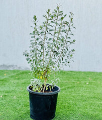 Leucophyllum Frutescens "Texas Sage"