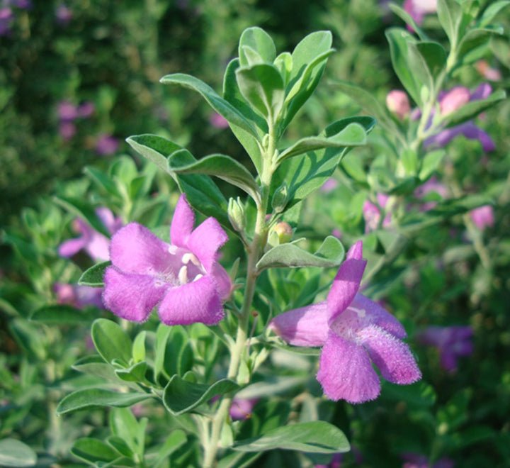 Leucophyllum Frutescens "Texas Sage"