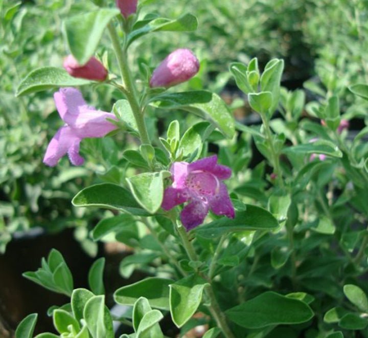 Leucophyllum Frutescens "Texas Sage"