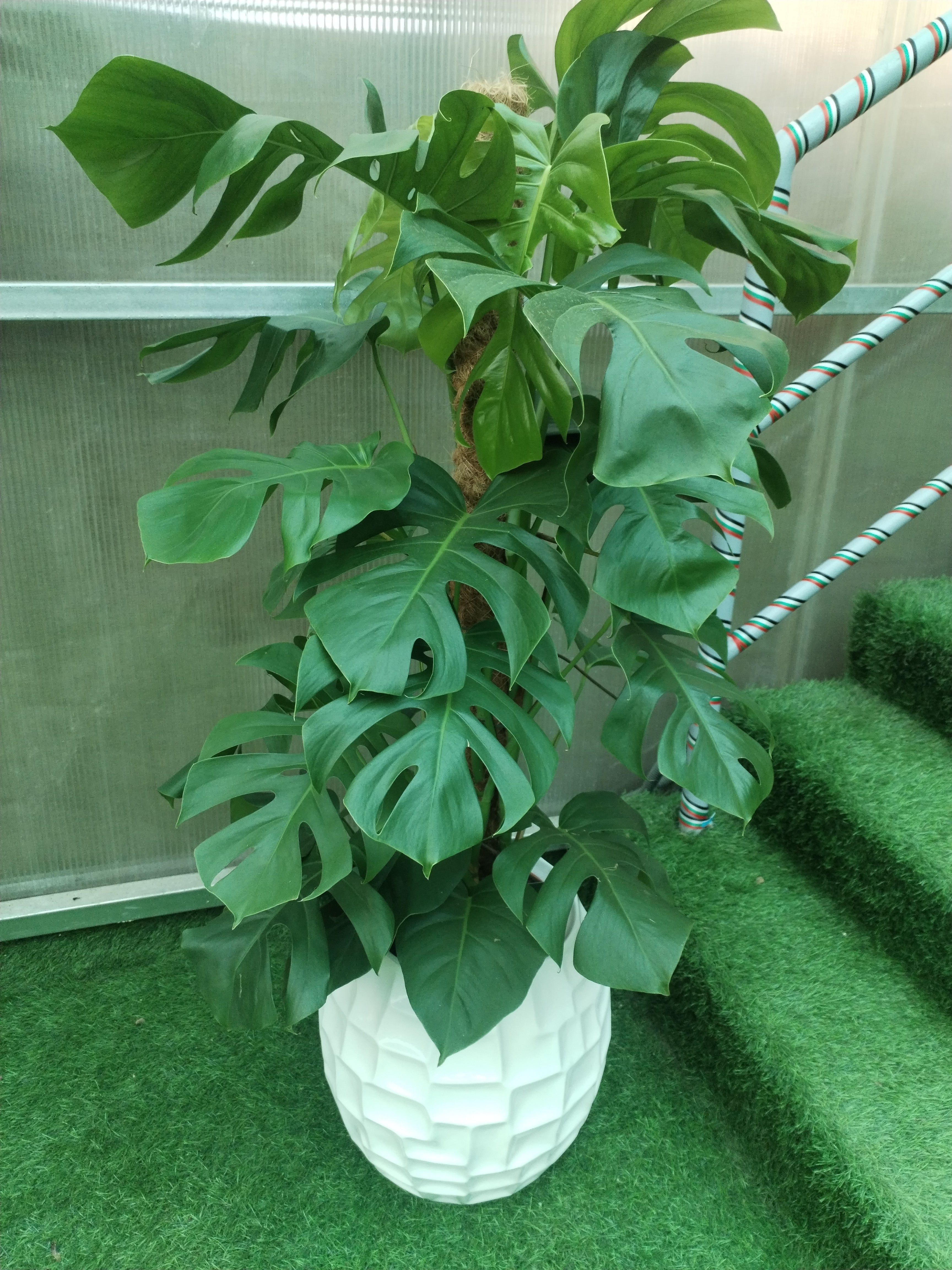 Monstera Deliciosa