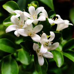Murraya Jasmine (Murraya paniculata)