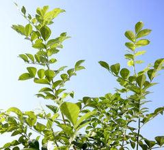Murraya Jasmine (Murraya paniculata)