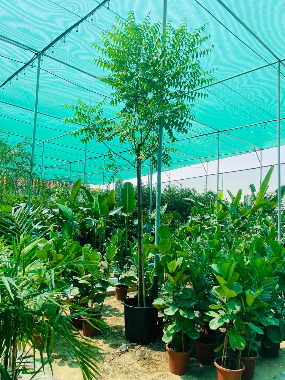 Neem Tree (Azadirachta indica)