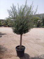 Olive Trees