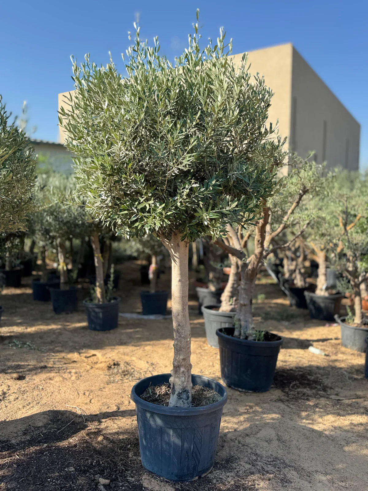 2M Olive Tree – Hardy, Elegant &amp; Drought-Tolerant