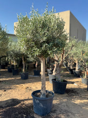 2M Olive Tree – Hardy, Elegant &amp; Drought-Tolerant