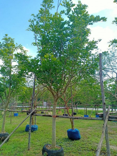 Pongamia Tree (Pongamia pinnata)