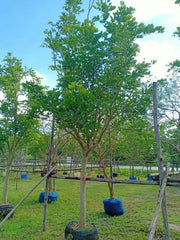 Pongamia Tree (Pongamia pinnata)