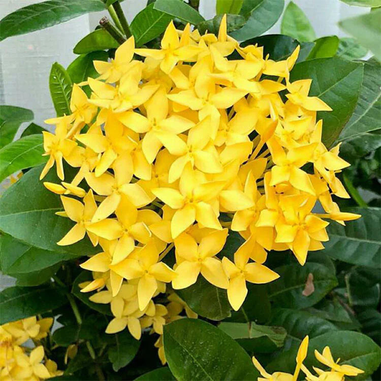 Ixora Coccinea Yellow
