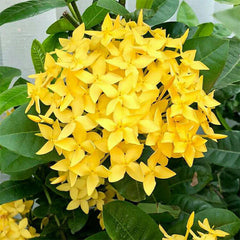 Ixora Coccinea Yellow