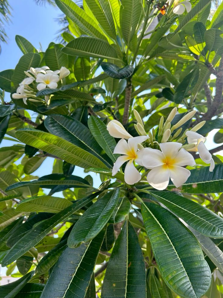 Plumeria obtusa white small