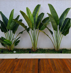 Ravenala Madagascariensis "Traveller's Palm