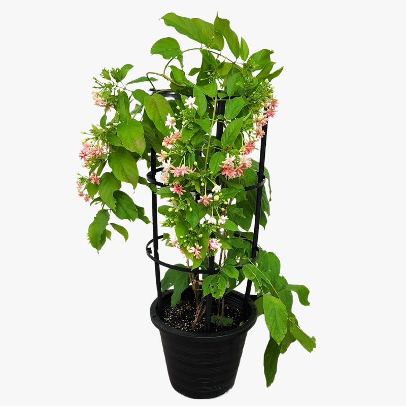 Rangoon Creeper (Quisqualis indica)