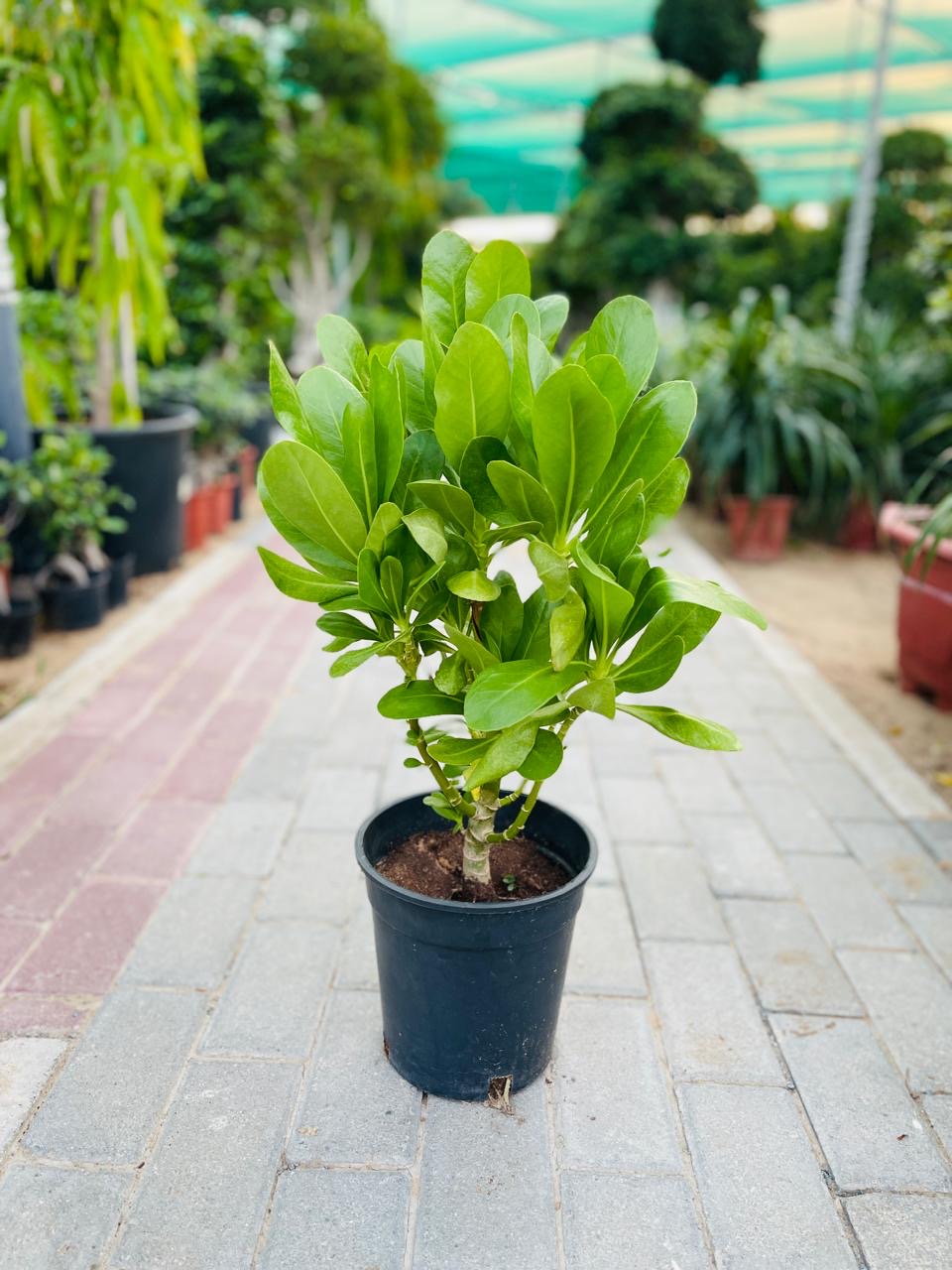 Scaevola