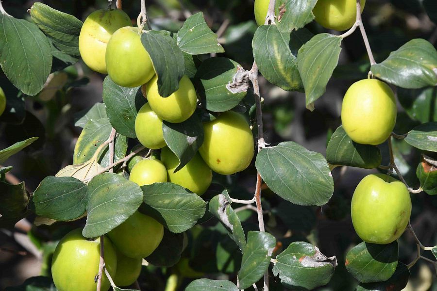 Sider Tree Sidr Tree (Ziziphus spina-christi) – Plant Station