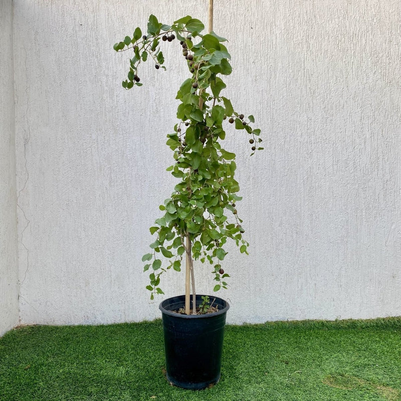 Sadr Tree Sidr Tree (Ziziphus spina-christi) – Plant Station