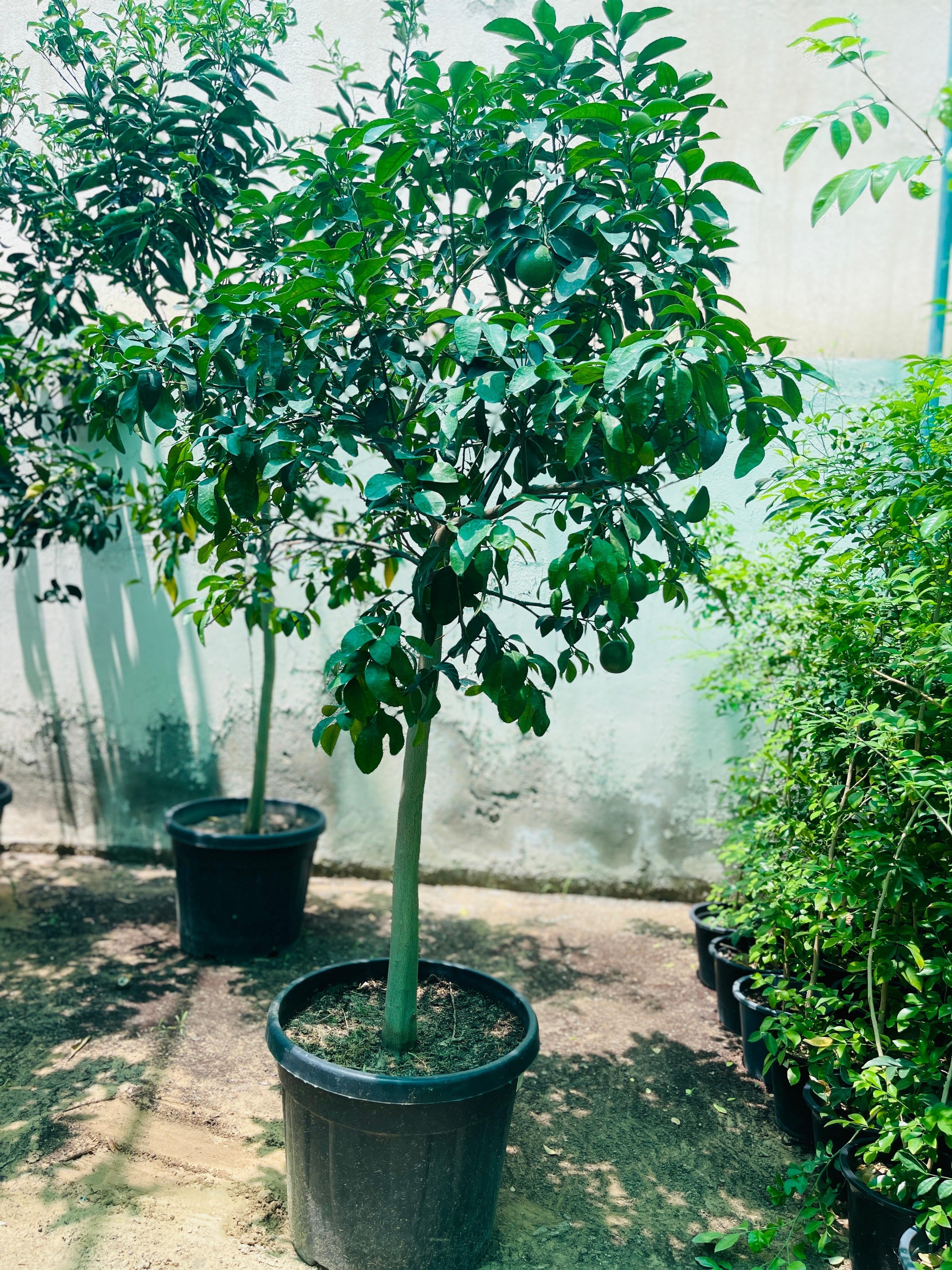 Spanish Lemon