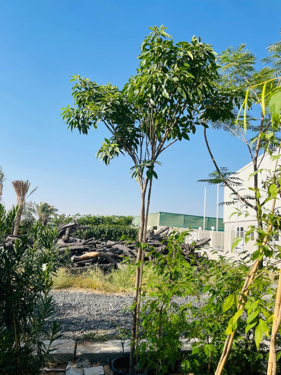 Tabocia Rocia Tree Tabebuia Rosea
