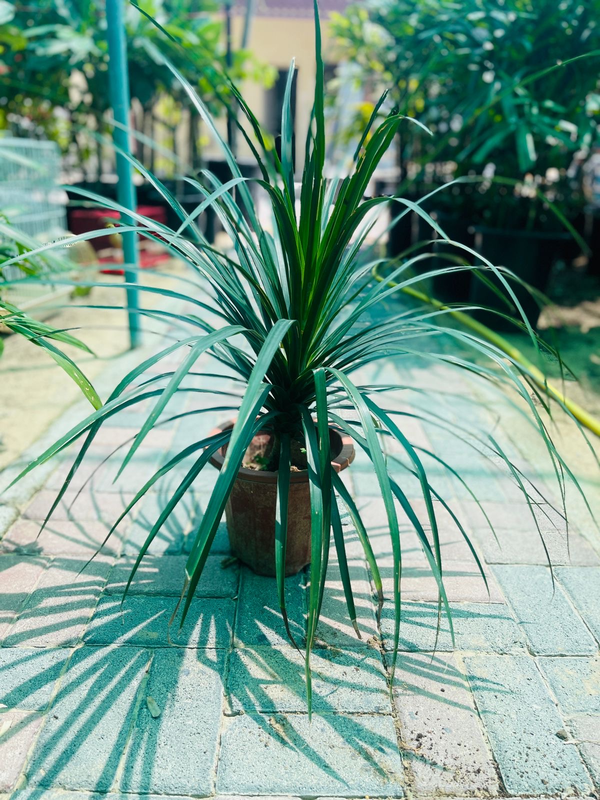 Yucca Dracaena 1PP